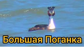 Большая Поганка(Podiceps cristatus)