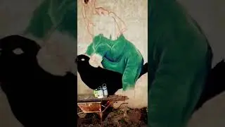 #arte