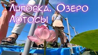 Липовка. Озеро. Лотосы (Полная версия в качестве Full HD)