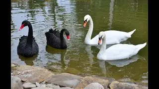 Гуси-лебеди.  Музыка Сергея Чекалина. Geese-swans. Music by Sergei Chekalin.