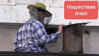 Пасечник охранят собор от пчел.