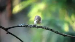 Greenish warbler, Sárga füzike, Espoo, Finland