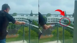 Bird Jumps Off The Balcony after Being Given Some Food