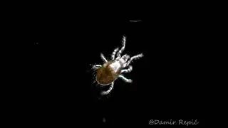 Tiny Mite