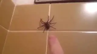 Timmy en el baño