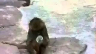 Monkey comedy