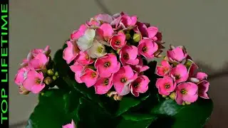 9 types of kalanchoe Very Beautiful
