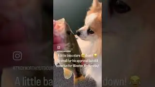 Epic Stare Down Challenge 🎣🐾