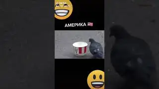 американский голубь против русского голубя