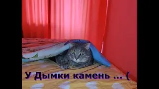 У Дымки обнаружили камень ... / Маша разговаривает с бабушкой Раей )