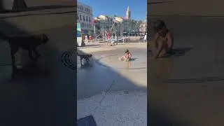 #фонтан #собака #жара