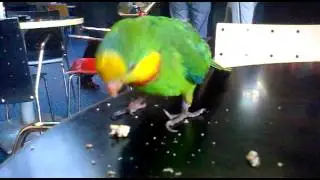 Попугай Кеша - братэлла реальный! часть - 2