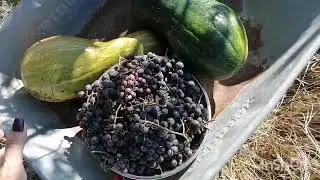 Осенние работы 1. Уборка на огороде. Остатки урожая. Батат в мешках.