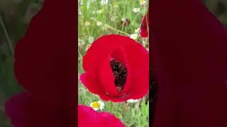 Gelincik Çiçeği (Papaver rhoeas) / Gelincik ve Arı Dostluğu