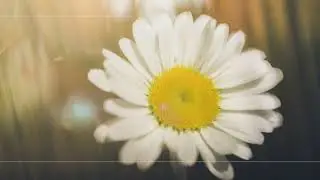 Lensbaby OMNI Adapter for Compser Pro II - Daisies