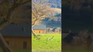 Гарем навпаки. Австрія. Альпи.