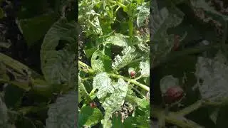КОЛОРАЦКИЙ ЖУК ОТАКОВАЛ