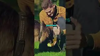 3 Dogs That Will Always PROTECT You #shortsfeed