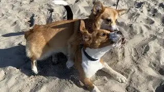 Сorgi VS Beagle | Dogs playing on the Beach | Angry corgi?
