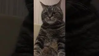 Грустный Котик 