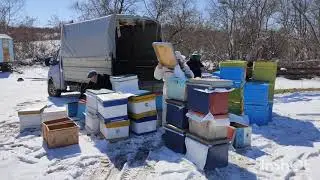 Продажа пчел на высадку в Краснодарском крае!