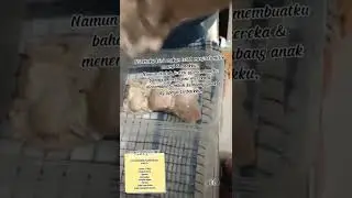 kalau pencapaian terbesar versimu? #shorts