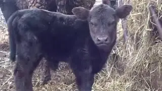 Two Calves Two More Expected - "BABY COWS"