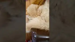 Спит🤍💜