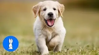 Golden Retriever Puppies - Cute Compilation