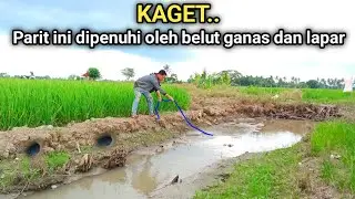 Temukan parit kering yang dihuni belut besar dan ganas, lihat hasilnya memuaskan