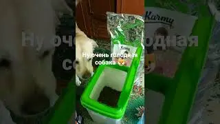 Нейрон и Корм. (голодает.. ;-) )