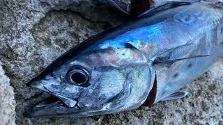Popper ve jig ile Yazılı orkinos avı little tunny  #shorejigging #balıkavı #orkinos