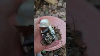 ЧТО? ШАМПИНЬОНЫ В НОЯБРЕ??? 