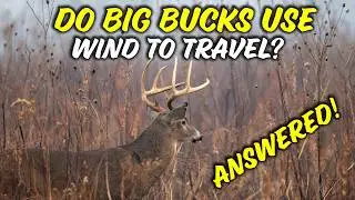 Is it a myth? GPS Data Reveals Whether bucks use WIND DIRECTION to Travel! *You may be Surprised*