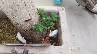 Baby Playing With Bunny 🐇🐇Baby Rabbit Grow Up #rabbits #rabbit #abdullahgm