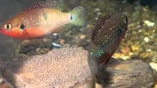 pez joya (Hemichromis bimaculatus)