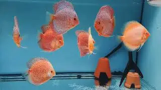 Влияние корма на здоровье дискусов 3