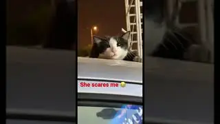 Angry Cat