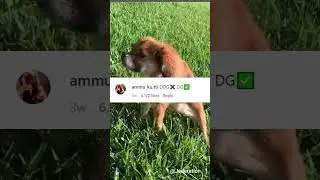 Dog X DG Y #shorts