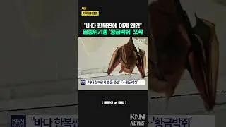 멸종위기종 '황금박쥐'가 나타났다…연평도 해상서 발견 / KNN