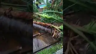 Hurricane Helene Historic Storm Surge