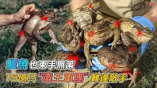 「無天敵的毒王之王」狗舔一口上癮，水中霸主鱷魚吃下立刻毒翻！| 世界上有史以來最具破壞性的入侵物種