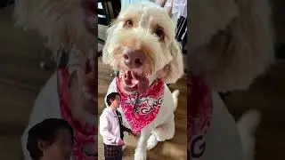 #KairiGang dogs of YouTube