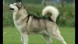 HOW TO GIVE A MALAMUTE A PILL