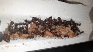 Camponotus Cruentatus Nest Growth #AntLife 60fps 4K