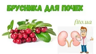 Lingonberry for Kidneys and More! Infusion or Tea?