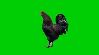 Black Roster green screen animation| Editor G