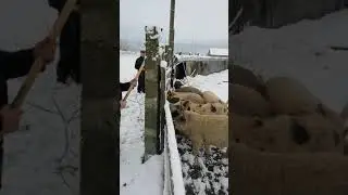 Самый гуманный способ забоя свиньи!!!