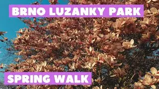 [4K] 🇨🇿 #Brno, Czech Republic | Lužánky Park 🌳🌼 | Spring Evening Walk | Singing Birds 🐦 (April 2023)