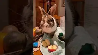 close up of a bunny eating